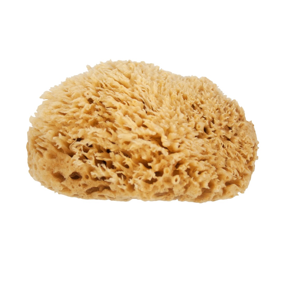 XERO Natural Sea Wool Sponge - Side View