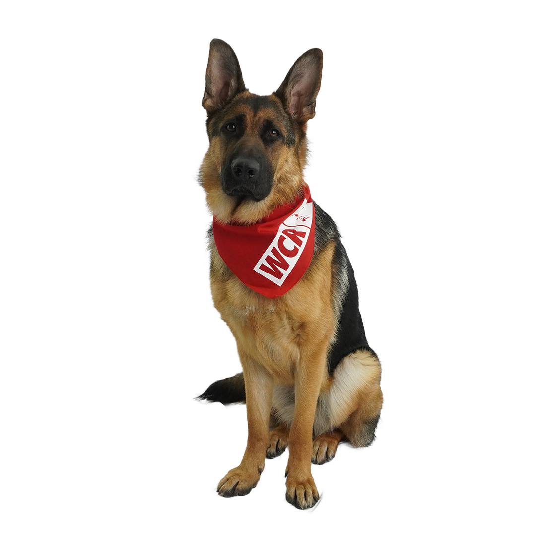 Window Licker Dog Bandana Red Dog View