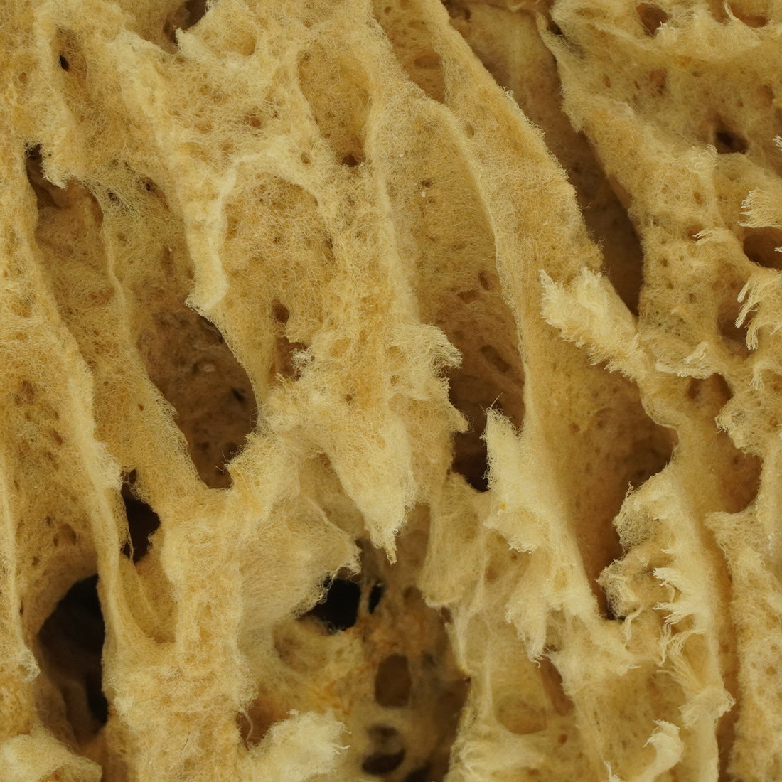 NICE Natural Sea Wool Sponge Secondary View