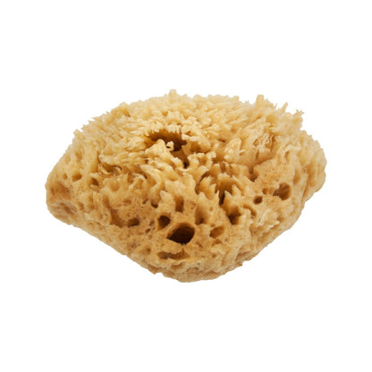 NICE Natural Sea Wool Sponge - Angle View