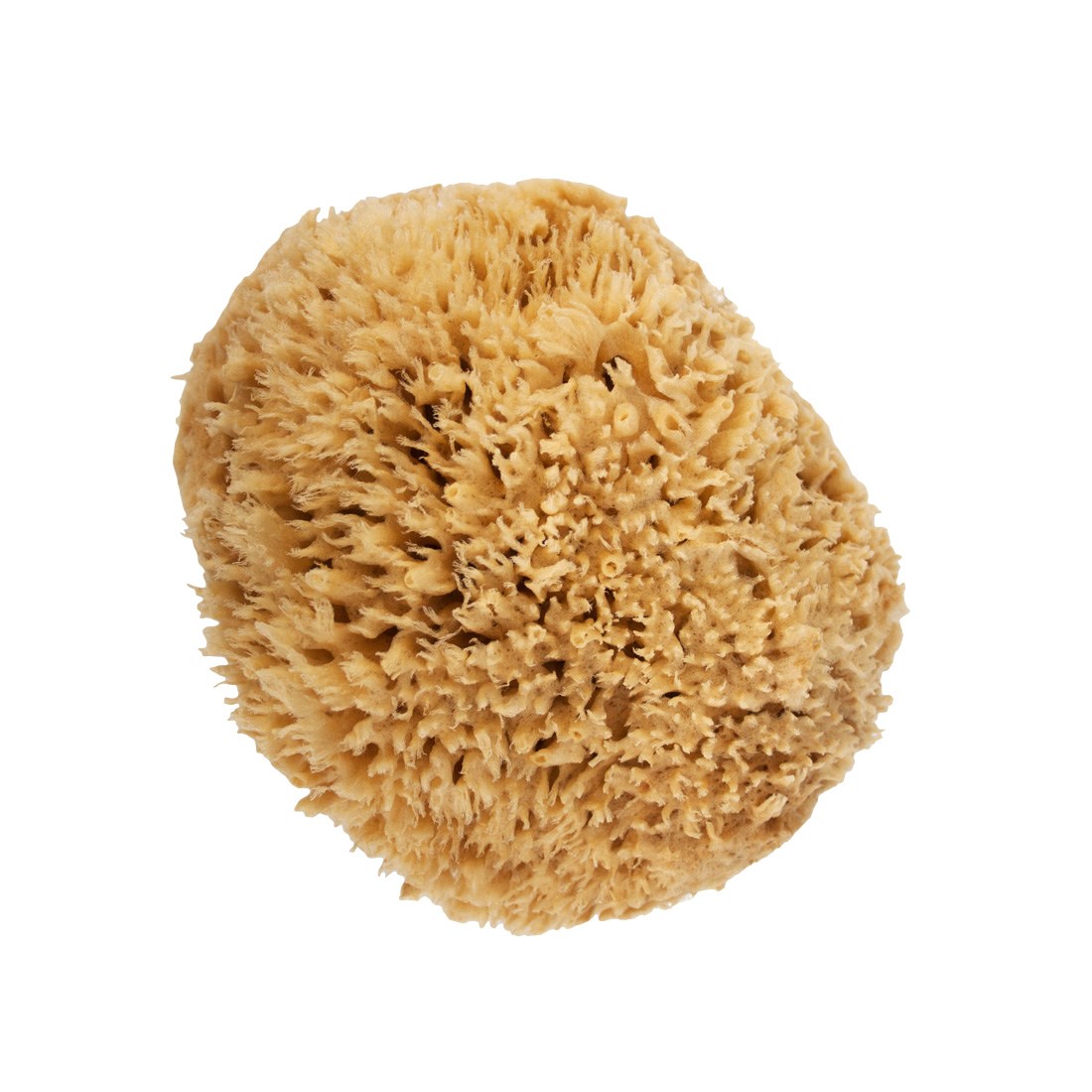 Wool Sea Sponges 2.50-3.50