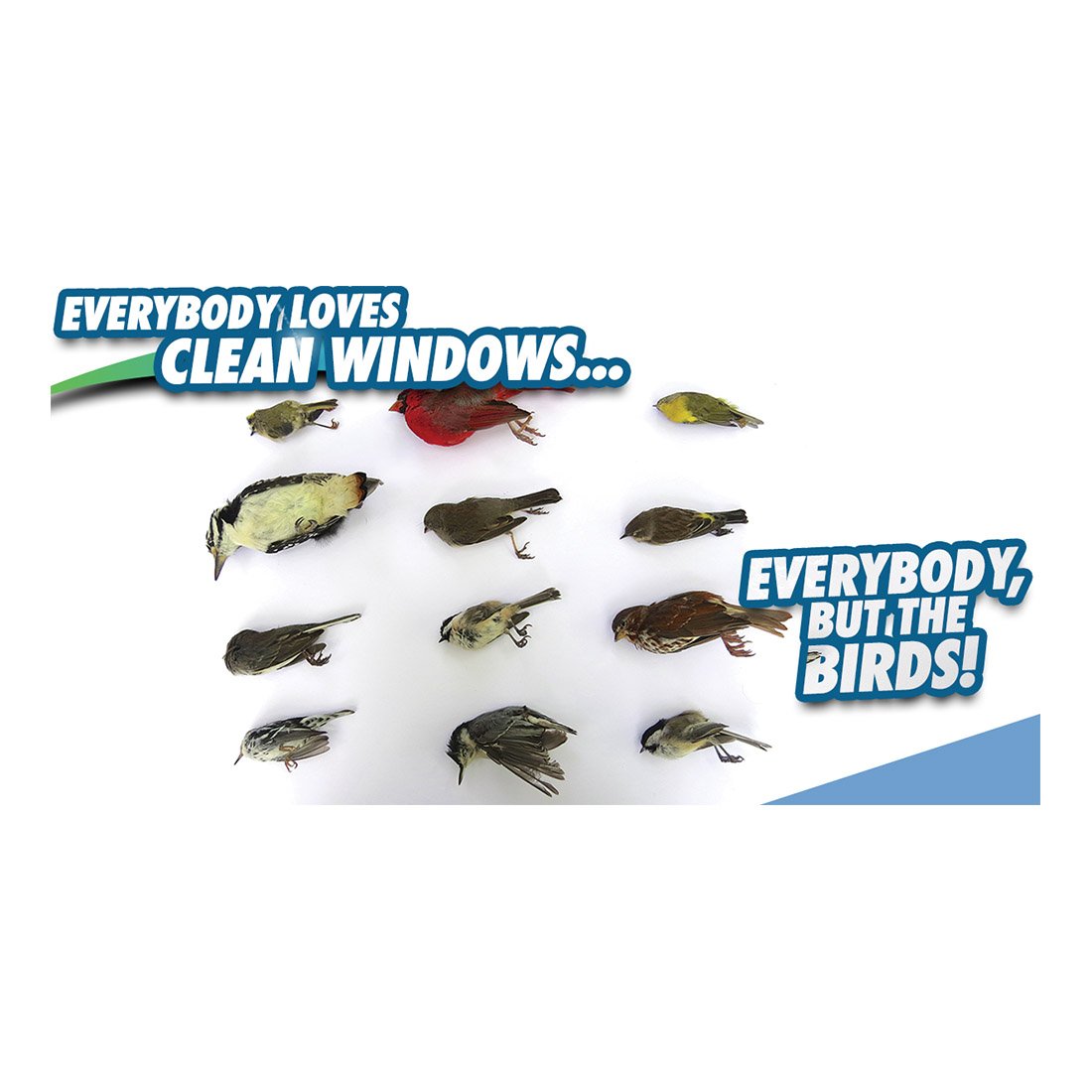 Everybody But The Birds Design Suite - Facebook Ad View